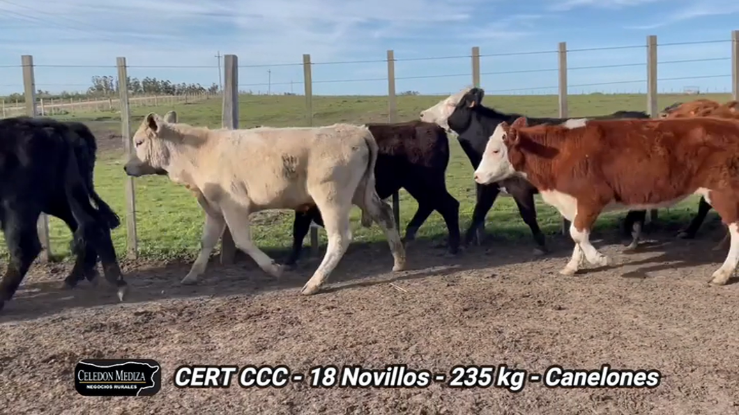 Lote 18 Novillos 1 a 2 años en Canelones