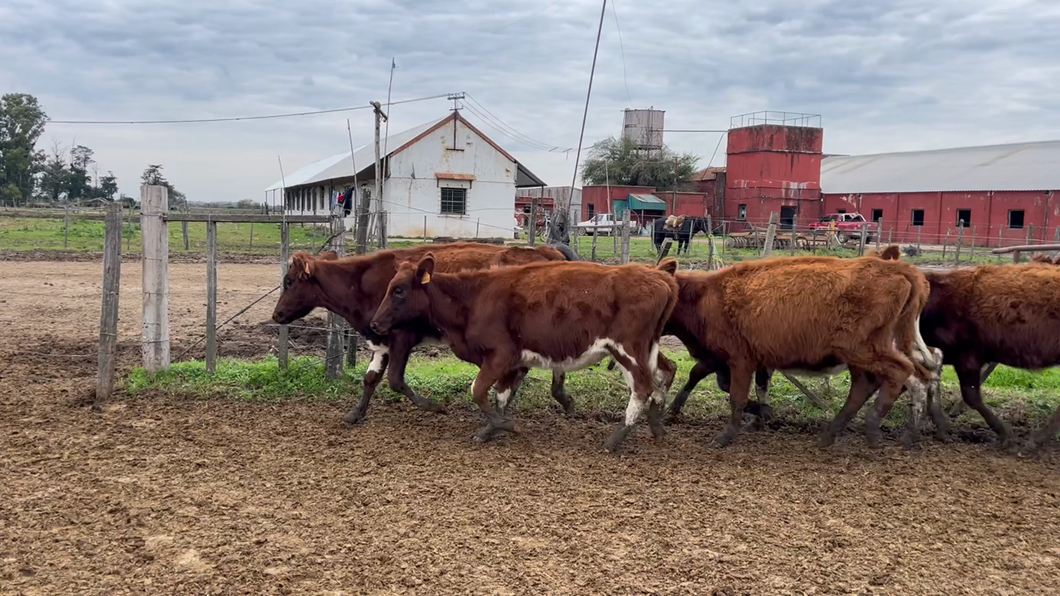 Lote TERNERAS