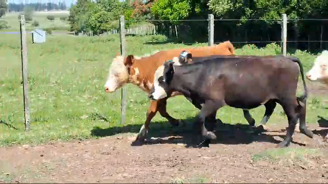 Lote 12 Terneros Hereford y Angus a remate en Pantalla Camy en Mal Abrigo