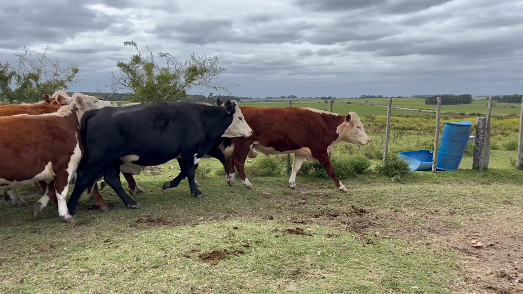 Lote NOVILLOS 2 a 3 AÑOS