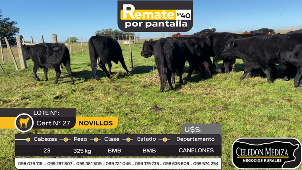 Lote 23 Novillos en Otra Localidad, Canelones