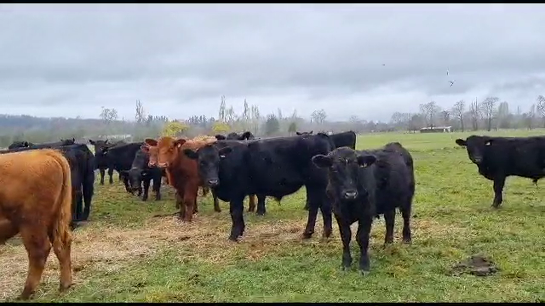 Lote 28 Ternero en Freire, IX Región Araucanía