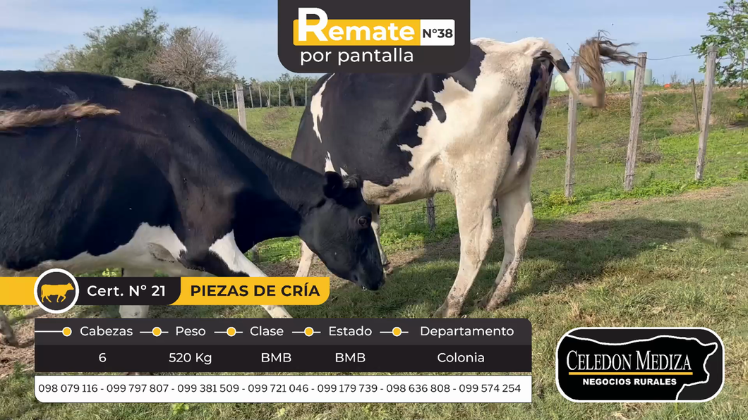 Lote 6 Piezas de cría en Otra Localidad, Colonia