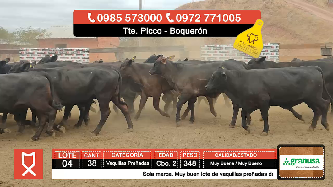 Lote (Vendido)38 Vaquillas Preñadas  a remate en Feria especial de Vaquillas Preñadas 348kg - , Boquerón