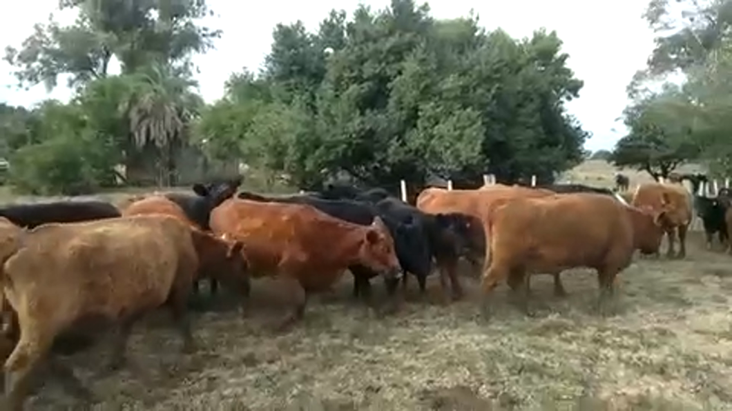 Lote 40 Vacas preñadas en Tupambaé, Cerro Largo