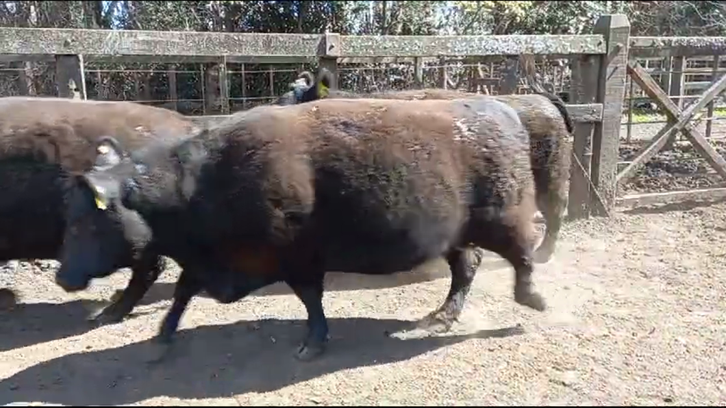 Lote VAQUILLONA PURO POR CRUZA PREÑADA