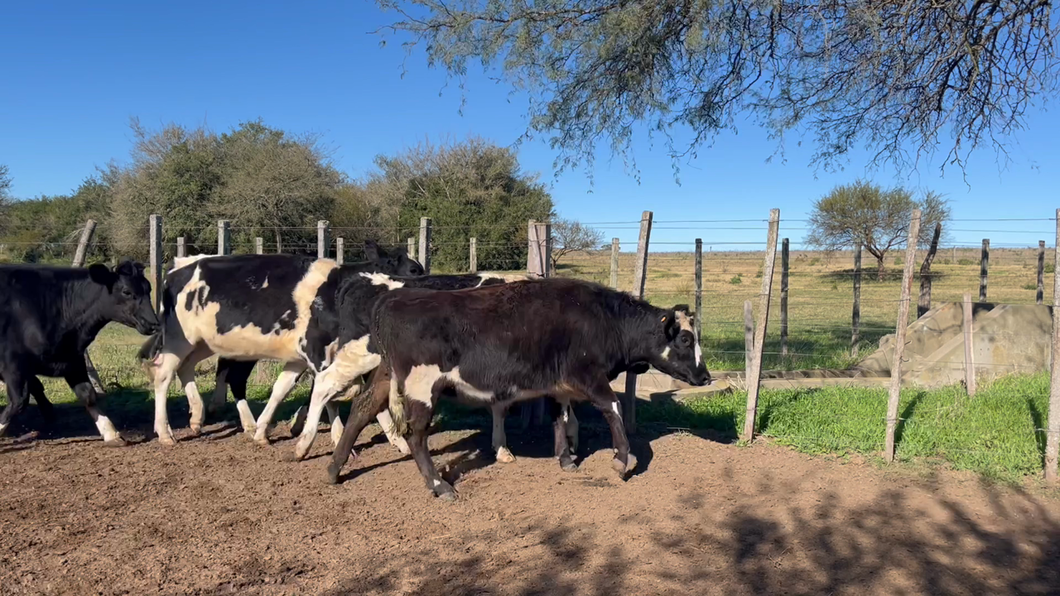 Lote VAQUILLONAS +2 AÑOS