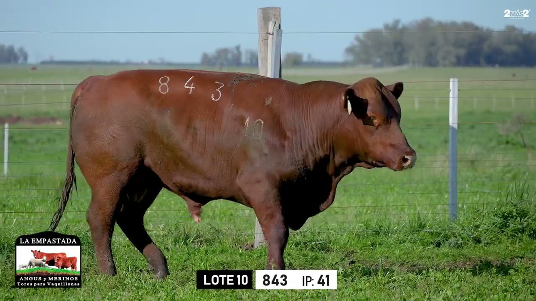 Lote Toros a remate en Toros para Vaquillonas - La Empastada, Durazno