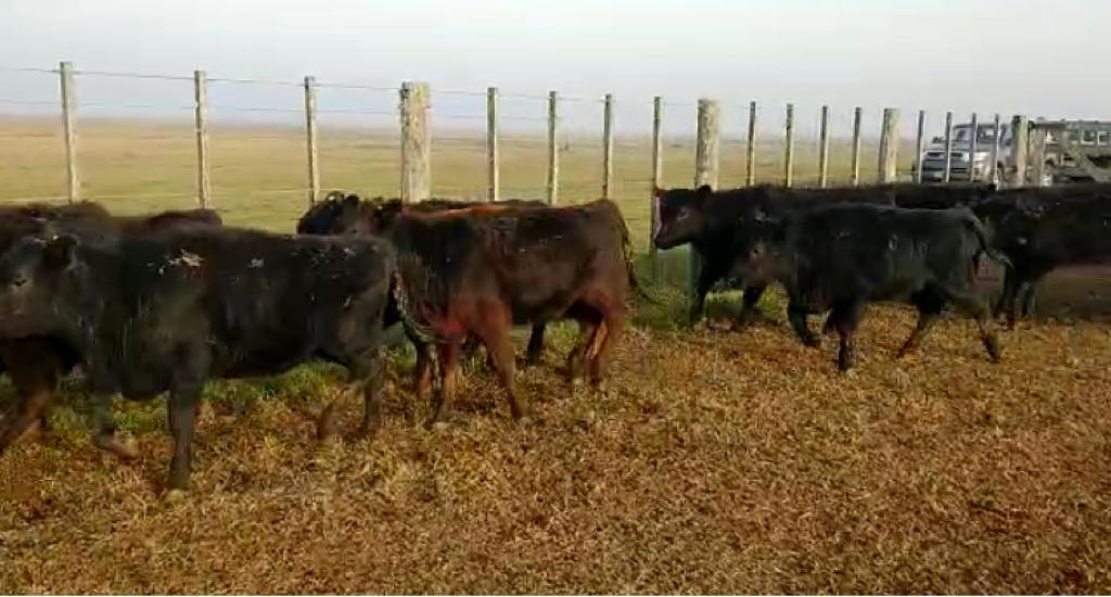 Lote 90 Terneras de 2000/210 Kgs en Ayacucho
