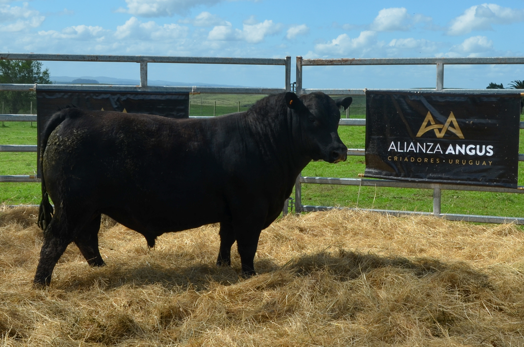 Lote 4 Toros AA a remate en Alianza Angus, Treinta y Tres