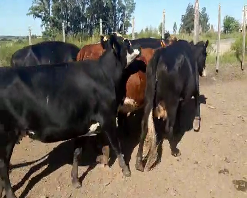 Lote 6 Vacas de Invernada a remate en Pantalla Camy - Febrero 2022 480kg - , San José