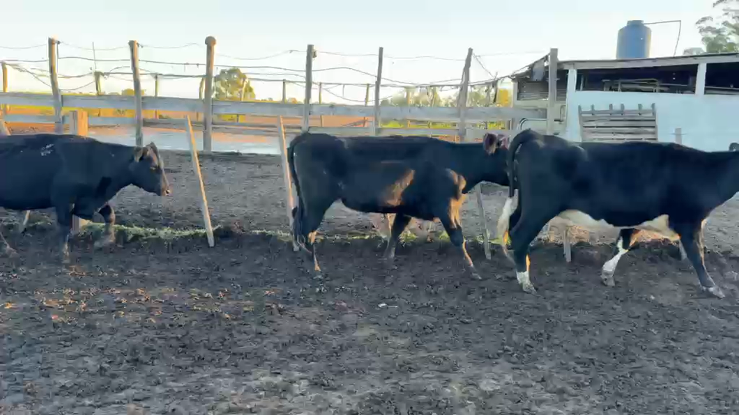 Lote VAQUILLONAS 1 a 2 AÑOS