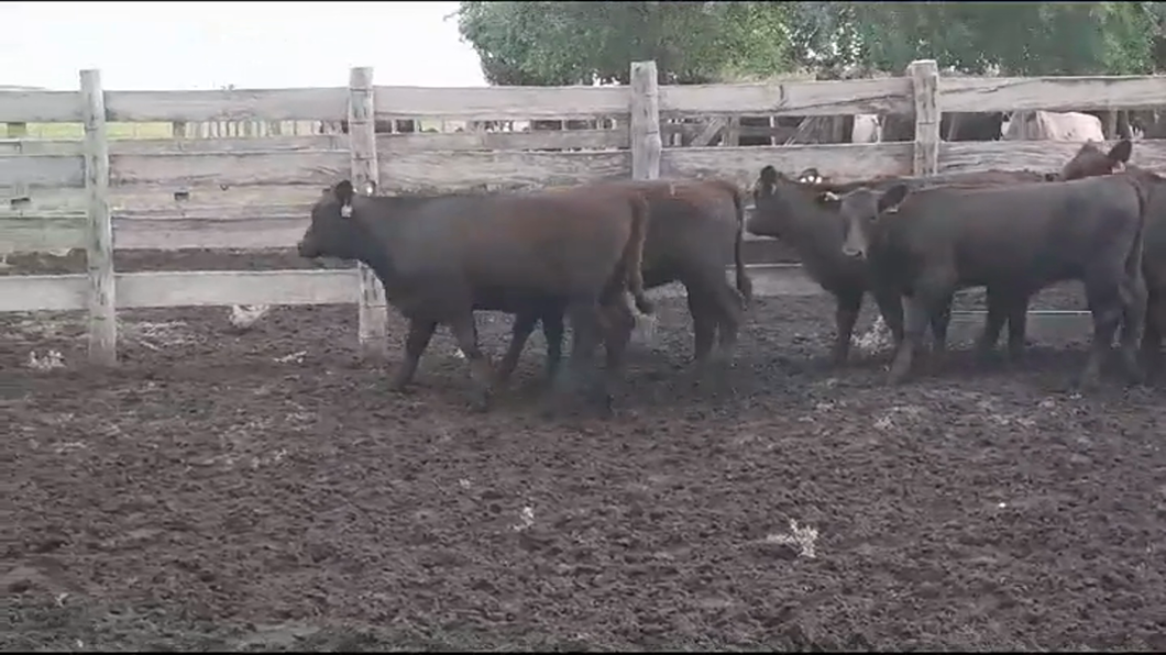 Lote (Vendido)12 Terneras ANGUS a remate en #41 Pantalla Carmelo  205kg -  en EL CHILENO