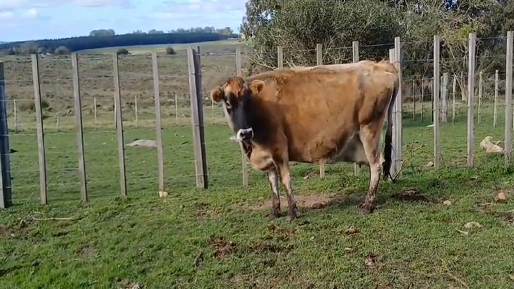 Lote Vacas preñadas a remate en #46 Pantalla Carmelo en COSTAS DEL SAUCE