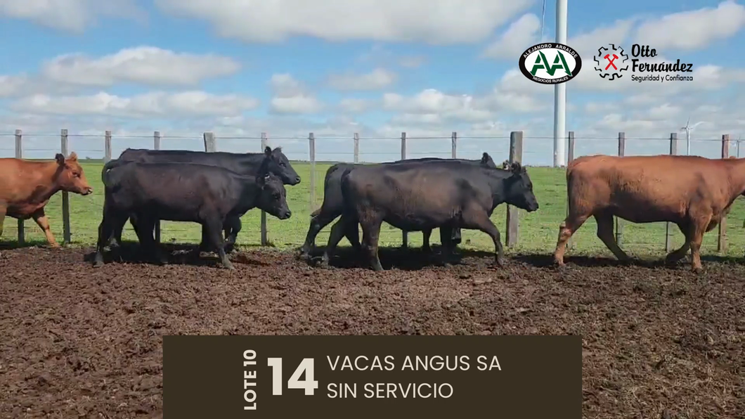 Lote 14 Vientres SA a remate en Cabaña El Ceibo, Artigas