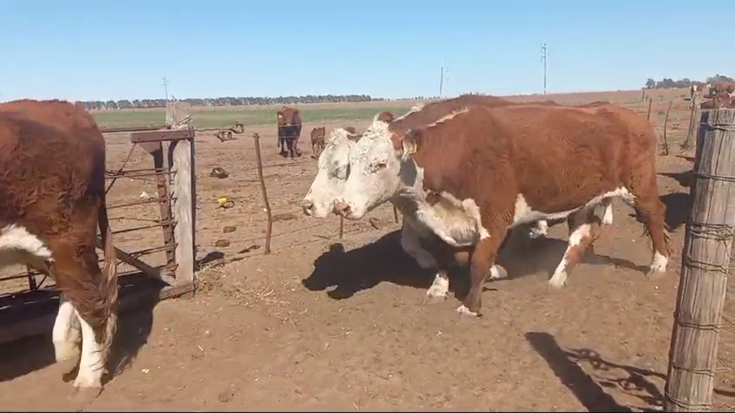 Lote 30 Vacas C/ gtia de preñez EN TORQUINST