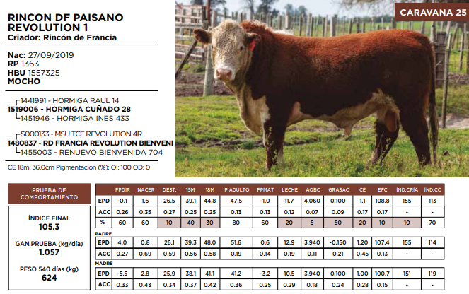 Lote RINCON DF PAISANO REVOLUTION 1  (GRUPO 2)