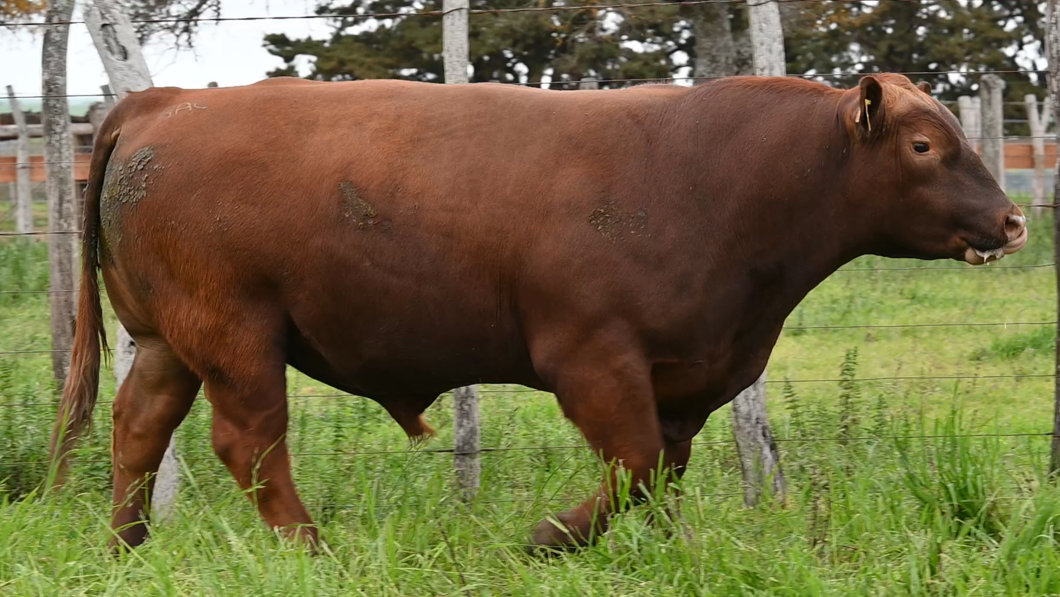 Lote 3 Toros RED ANGUS a remate en Los Novilleros, Montevideo