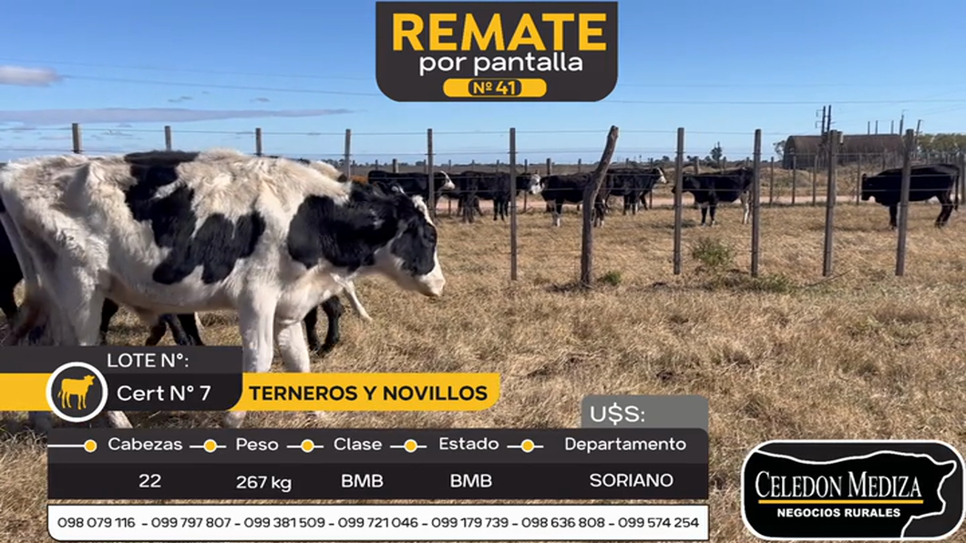 Lote 22 Terneros y Novillos en Soriano