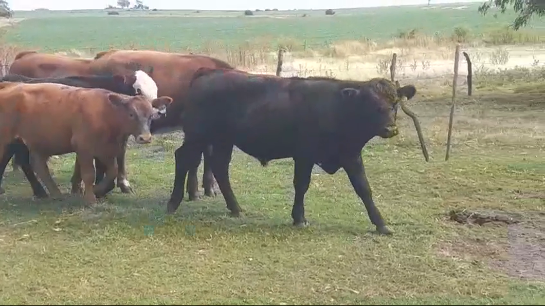 Lote 6 Novillos 1 a 2 años ANGUS/ HEREFORD a remate en #42 Pantalla Carmelo  340kg -  en COLONIA ARRUE