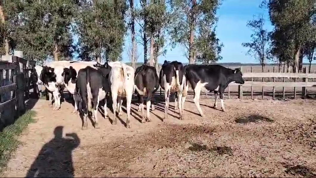 Lote 9 Vaquillonas  a remate en Pantalla Camy, San José