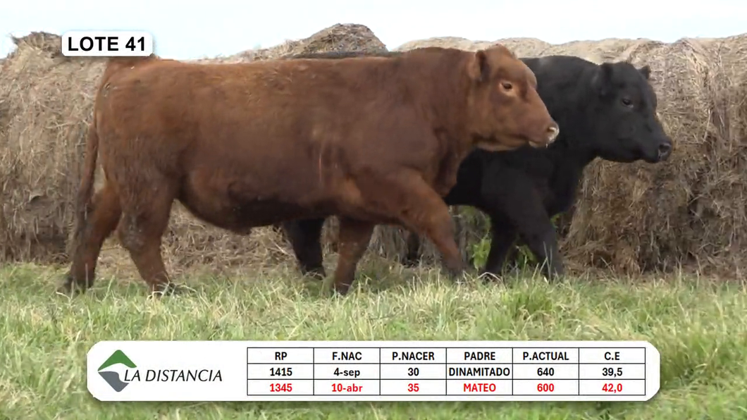 Lote TOROS PP y PC