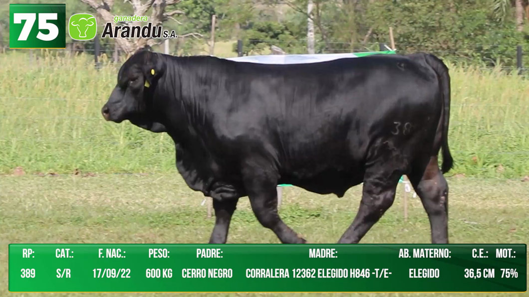 Lote LOTE 75