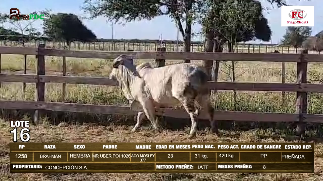 Lote Hembras BRAHMAN a remate en Expo Pioneros 24 de Mayo 2024 en Pioneros del Chaco S.A.