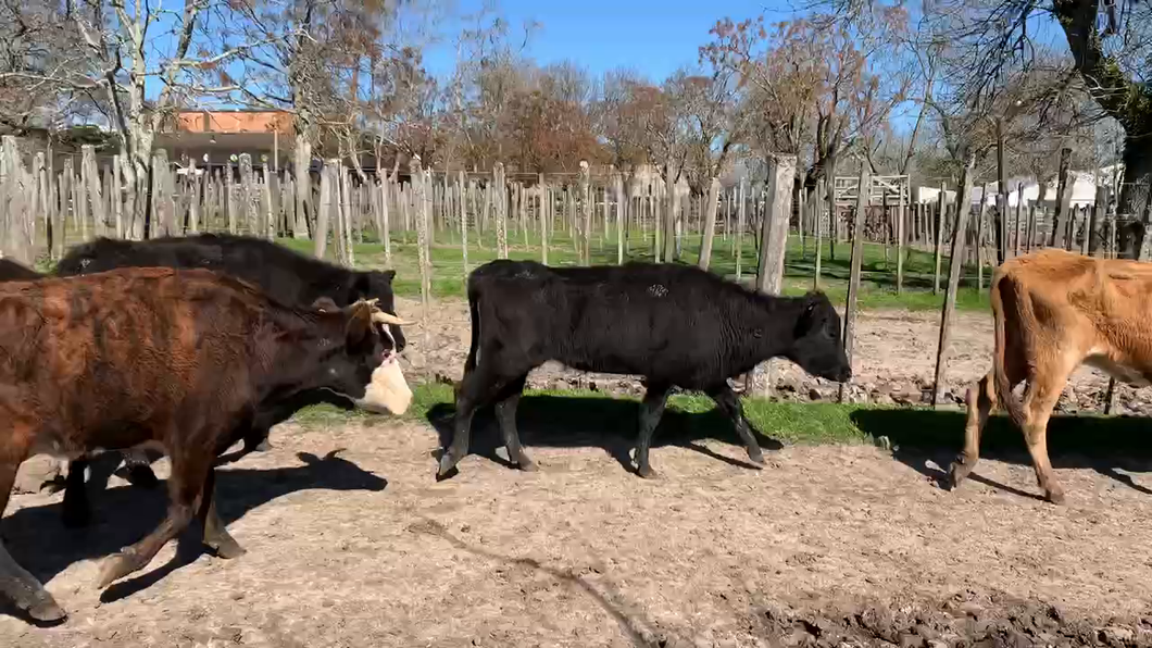 Lote 10 Vacas de Invernada en Melo, Cerro Largo