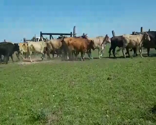 Lote 40 Novillos en Concepción, Corrientes