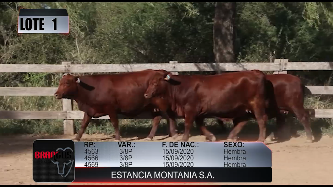 Lote LOTE 1 DE REMATE DE PRUEBA
