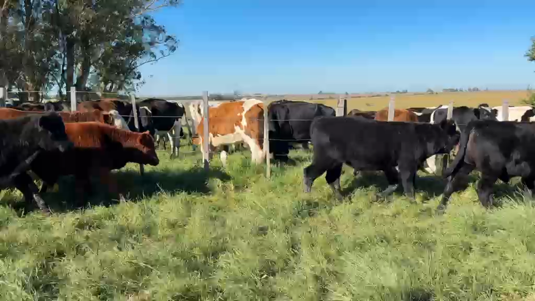 Lote TERNEROS