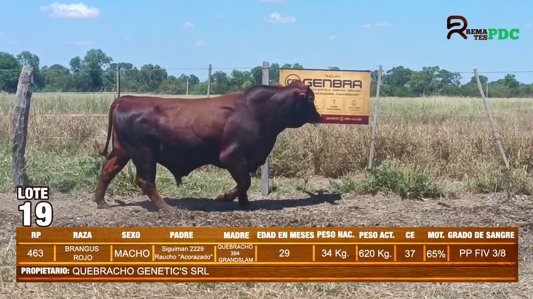 Lote TORO BRANGUS ROJO - QUEBRACHO GENETIC'S SRL