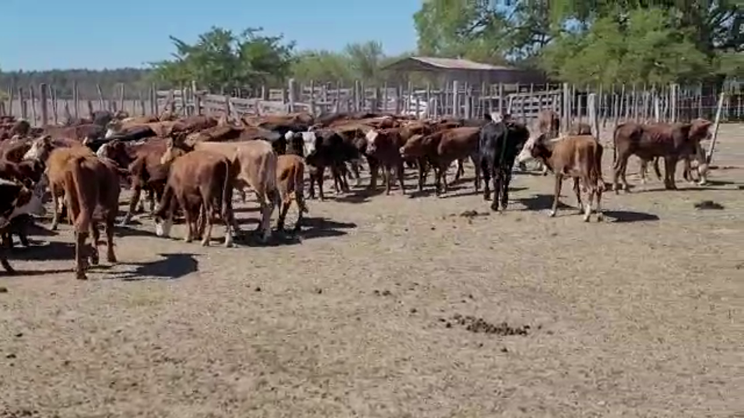 Lote 128 Terneros/as Braford, brangus y sus cruzas en Pueblo Libertador, Corrientes