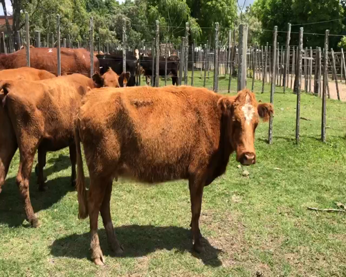 Lote 13 Vacas de Invernada en Cerro Largo, Cerro Largo
