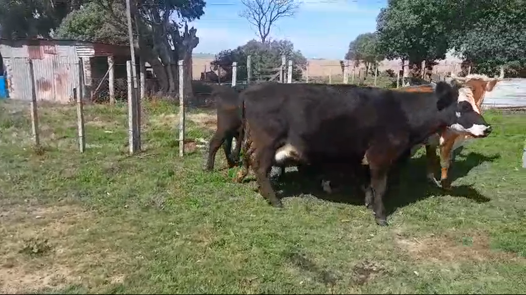 Lote 6 Vacas de Invernada Hereford y Angus a remate en Pantalla Camy, San José