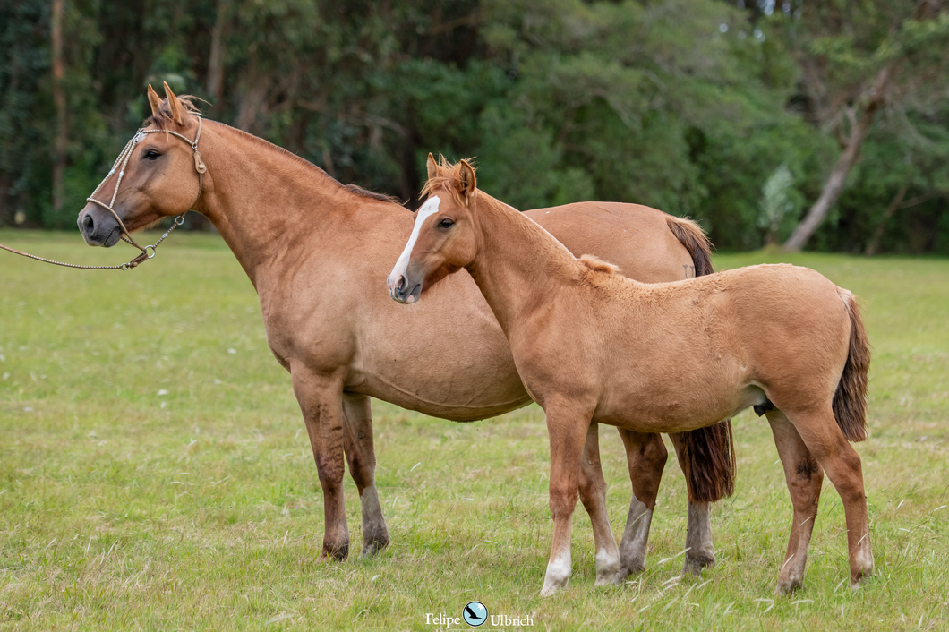 Lote JAGUEL ROSA