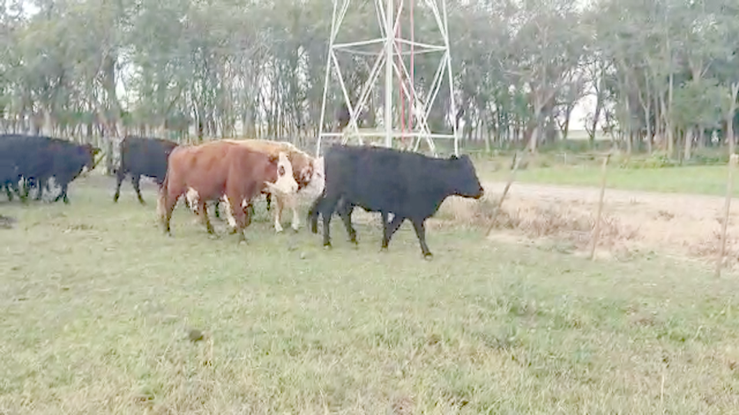 Lote 70 Vacas de invernar en Tandil, Buenos Aires