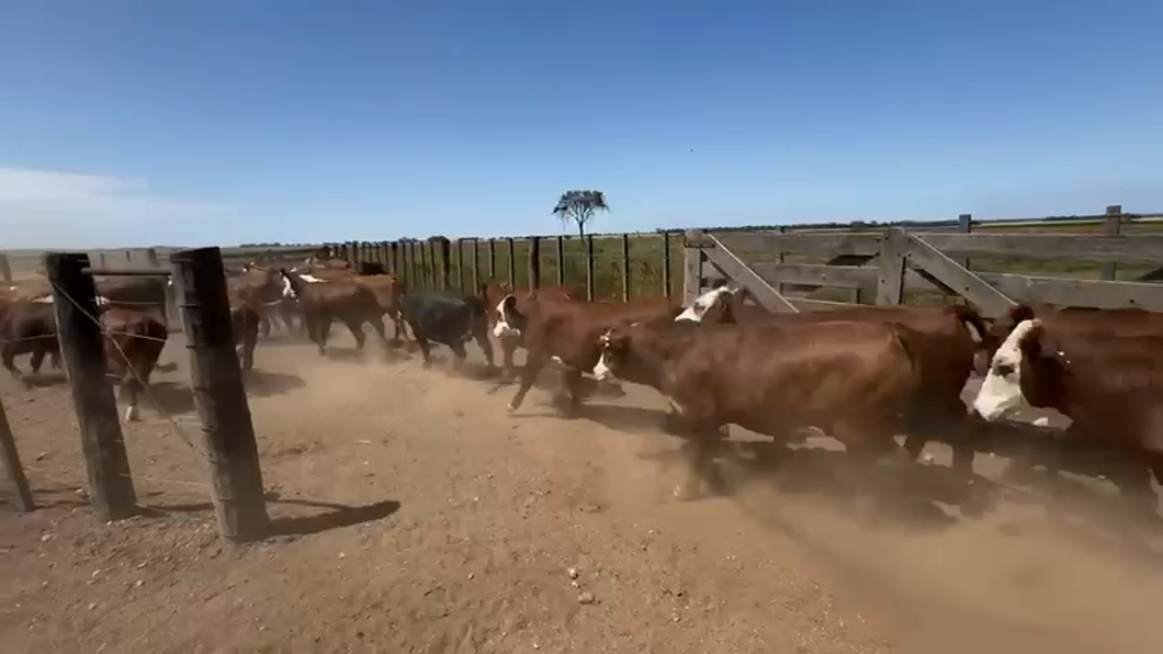 Lote 140 Novillitos