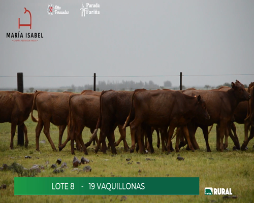 Lote (Vendido)19 Vaquillonas  a remate en María Isabel, Artigas