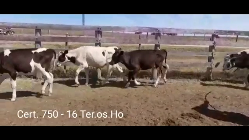 Lote TERNEROS