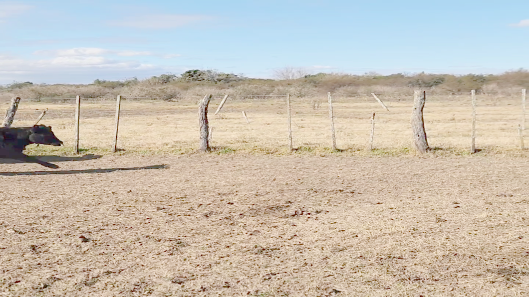 Lote 60 Terneras en Entre Ríos, Perdices