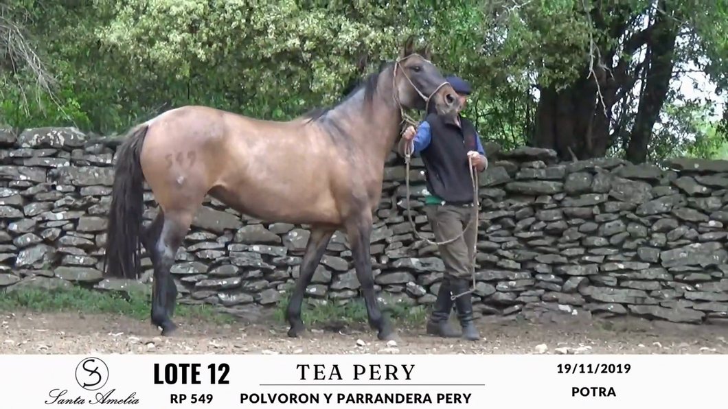 Lote TEA PERY