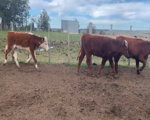 Lote (Vendido)31 Novillos 1 a 2 años 9 RA,  8 RA X HE,  3 HE,  4 NO X RA,  2 RA X LI,  1 RA X SH,  1 NO a remate en 9vo Remate Virtual 280kg - , Soriano