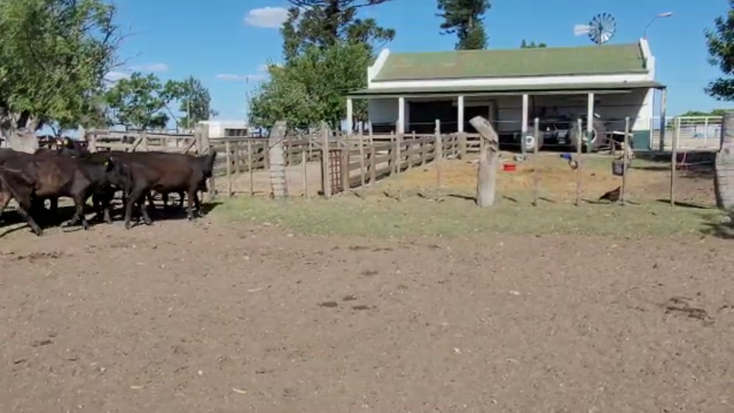 Lote (Vendido)9 Vacas de Invernada a remate en #29 Pantalla Carmelo 350kg -  en PALO SOLO