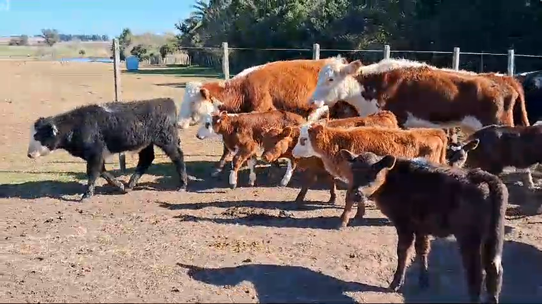 Lote 20 Piezas de cría He AA Cr a remate en Pantalla Camy  en Mal Abrigo