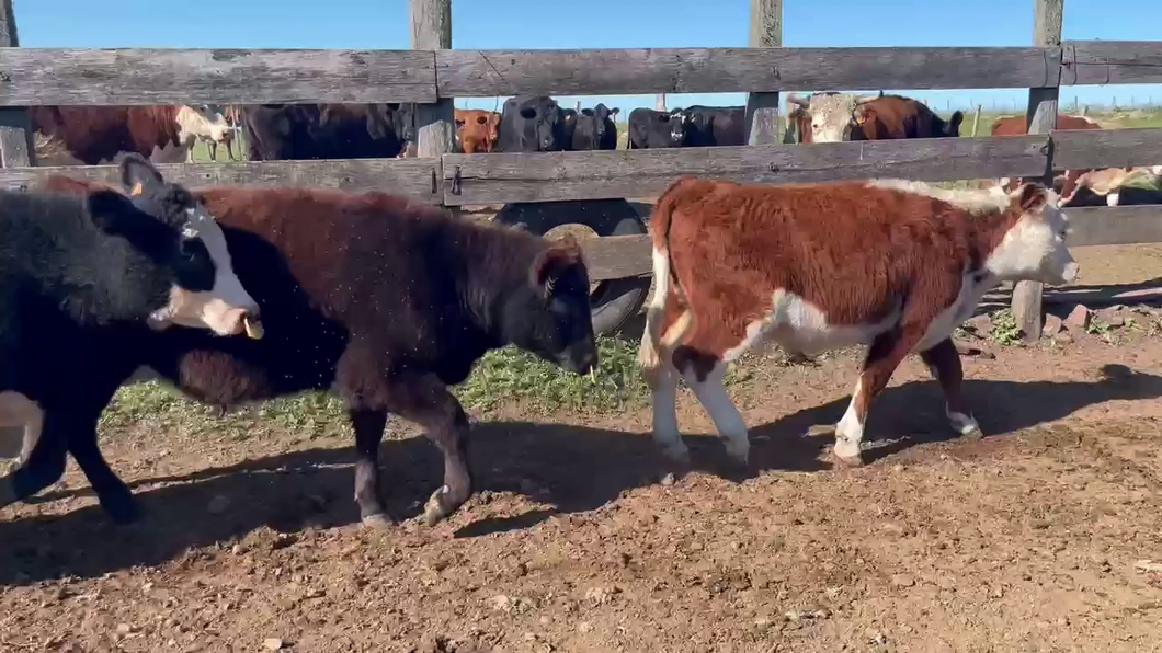 Lote TERNEROS