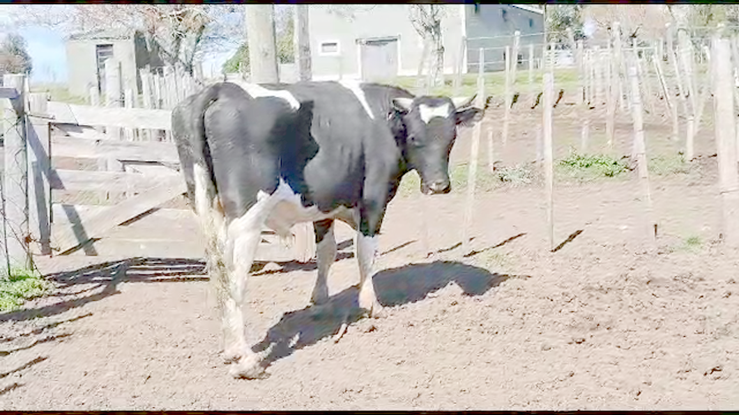 Lote Toros Holando a remate en Aniversario 115 Años - Camy 600kg -  en Mal Abrigo