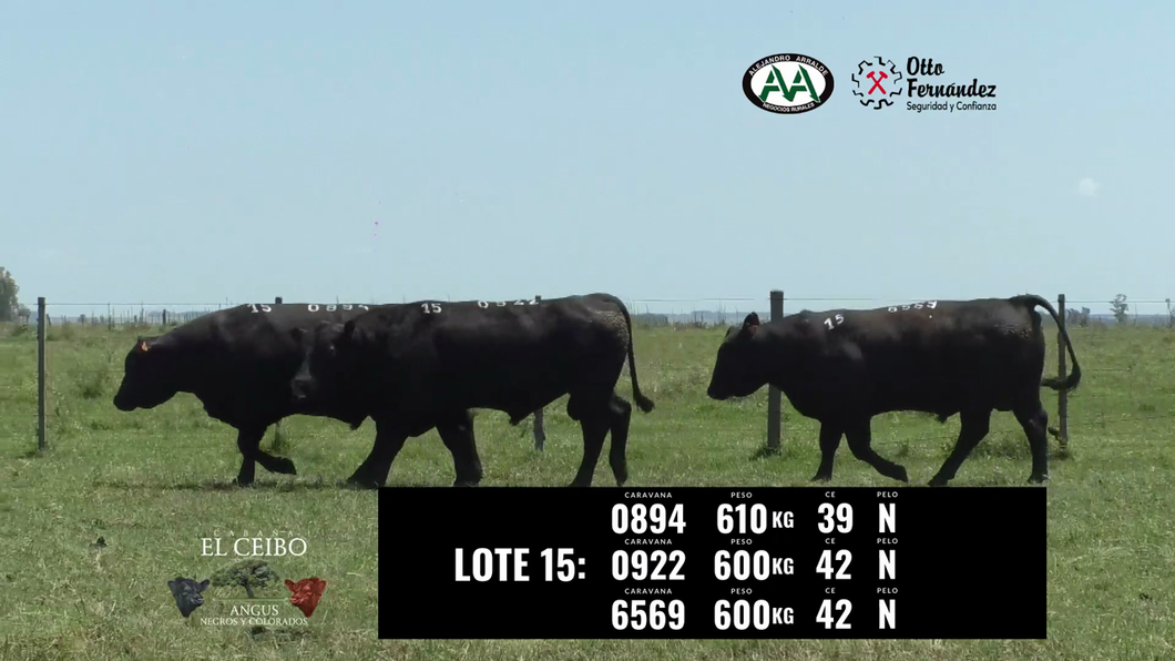 Lote 3 Toros a remate en El Ceibo - Angus, Artigas