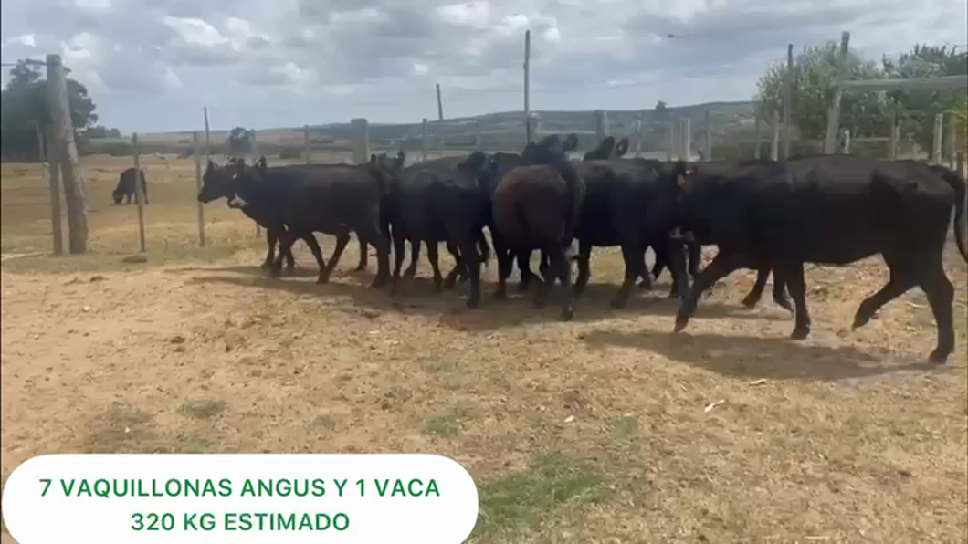 Lote Vaquillonas y Vacas